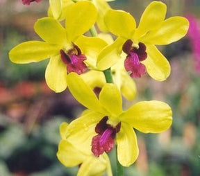 Dendrobium Mayneal x Uraiwan orchid - Exquisite floral beauty for your home
