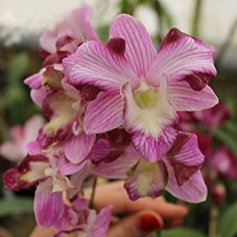 Dendrobium King Dragon Stripe