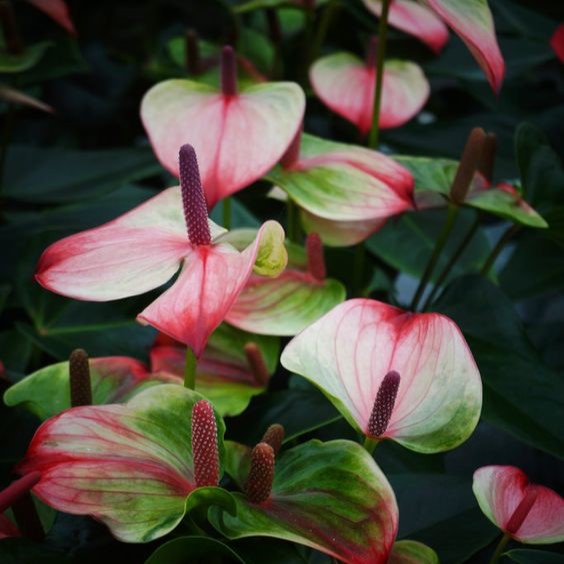 "Anthurium Exota - Vibrant Red Blooms Against Green Foliage"
