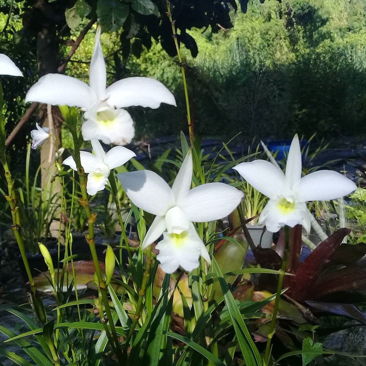 Arundina graminifolia alba (Bamboo Orchid)