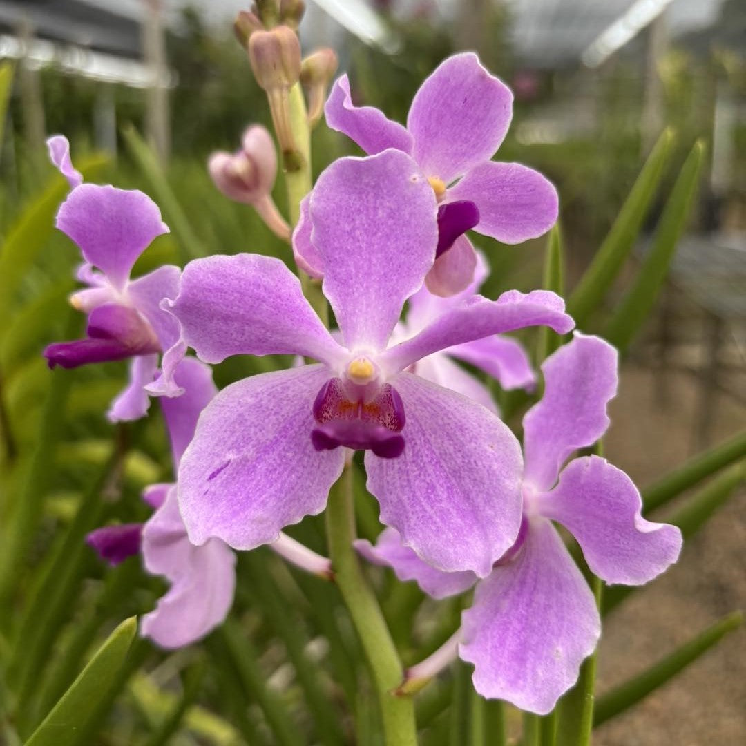 Vanda licaina  x Vanda Coerulea