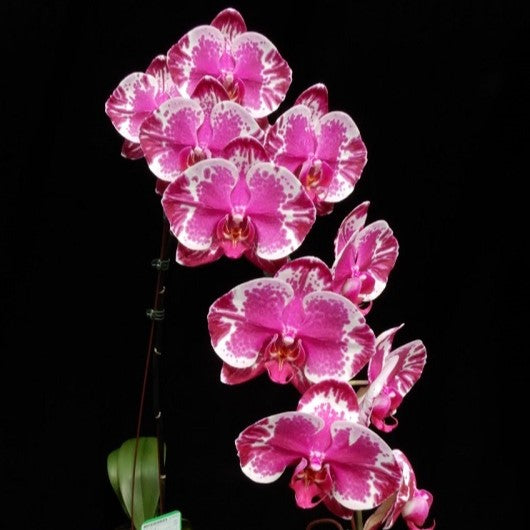 Phalaenopsis Younghome New York (Taiwan)