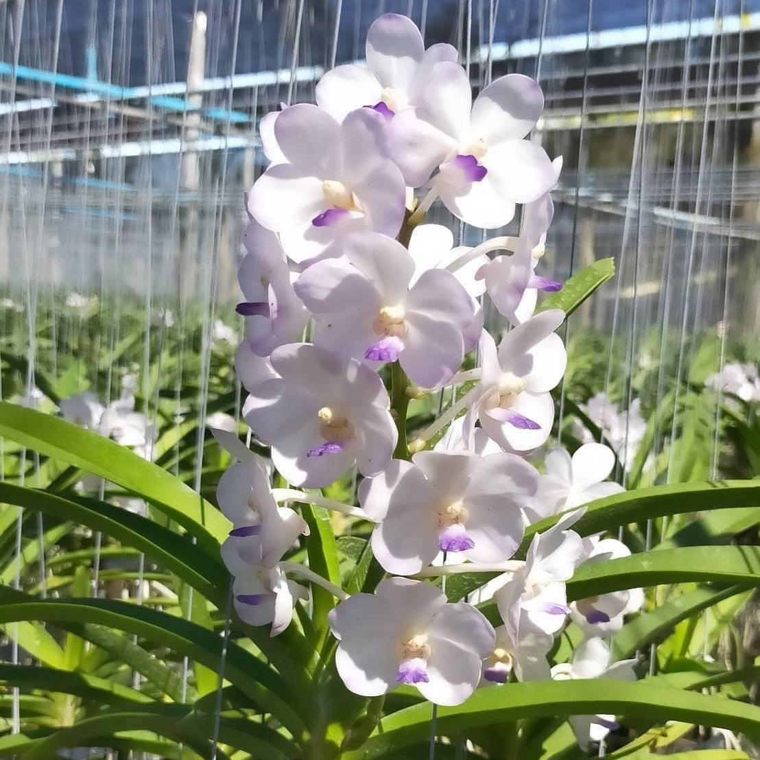 Vandachostylis Viboon Velvet