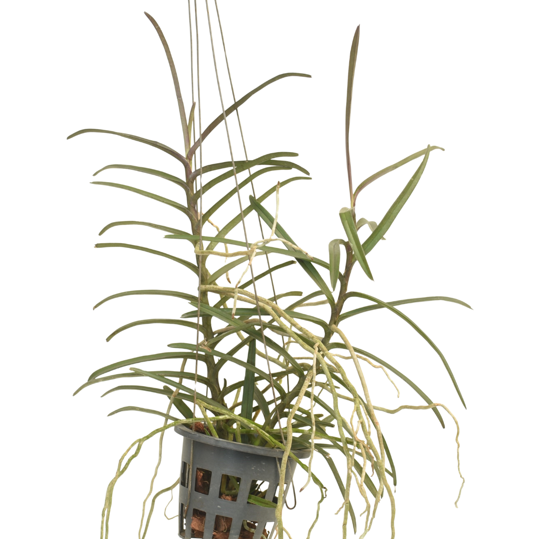 Ascocentum christensonianum