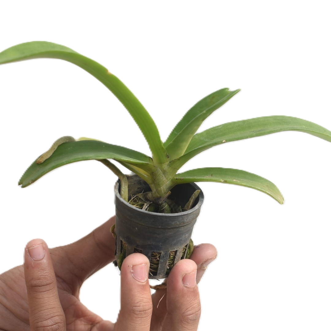 Rhynchostylis Gigantea 'Ply'