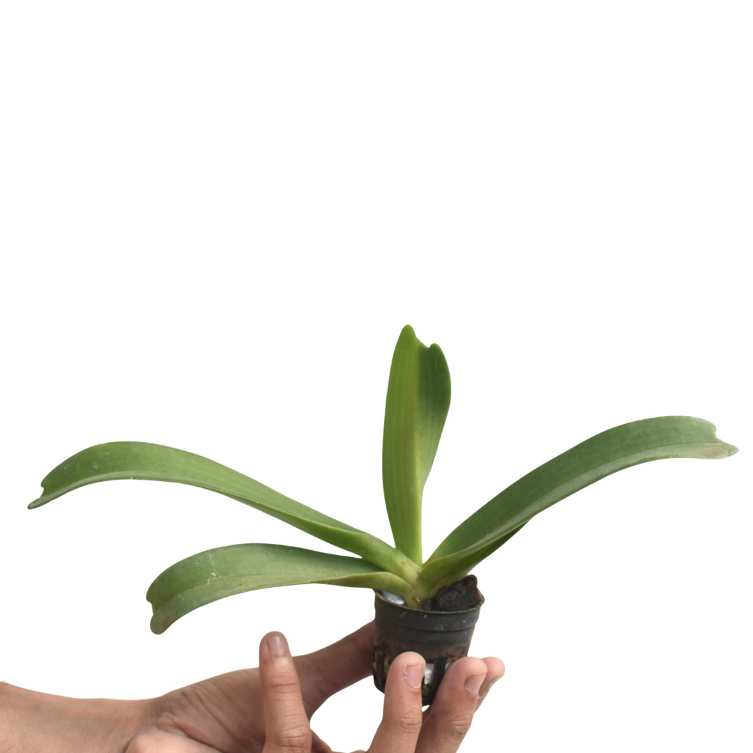 Rhynchostylis Gigantea 'Orange