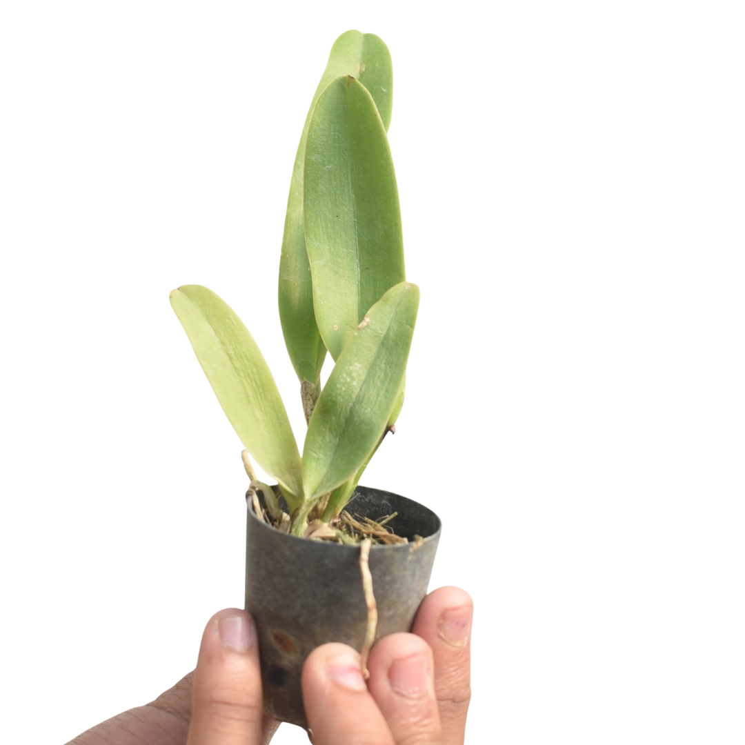 Rhyncholaeliocattleya Chunyeah "Tzeng Wen"