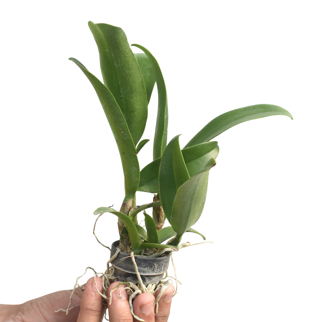 Netrasiri Star Bright Orange