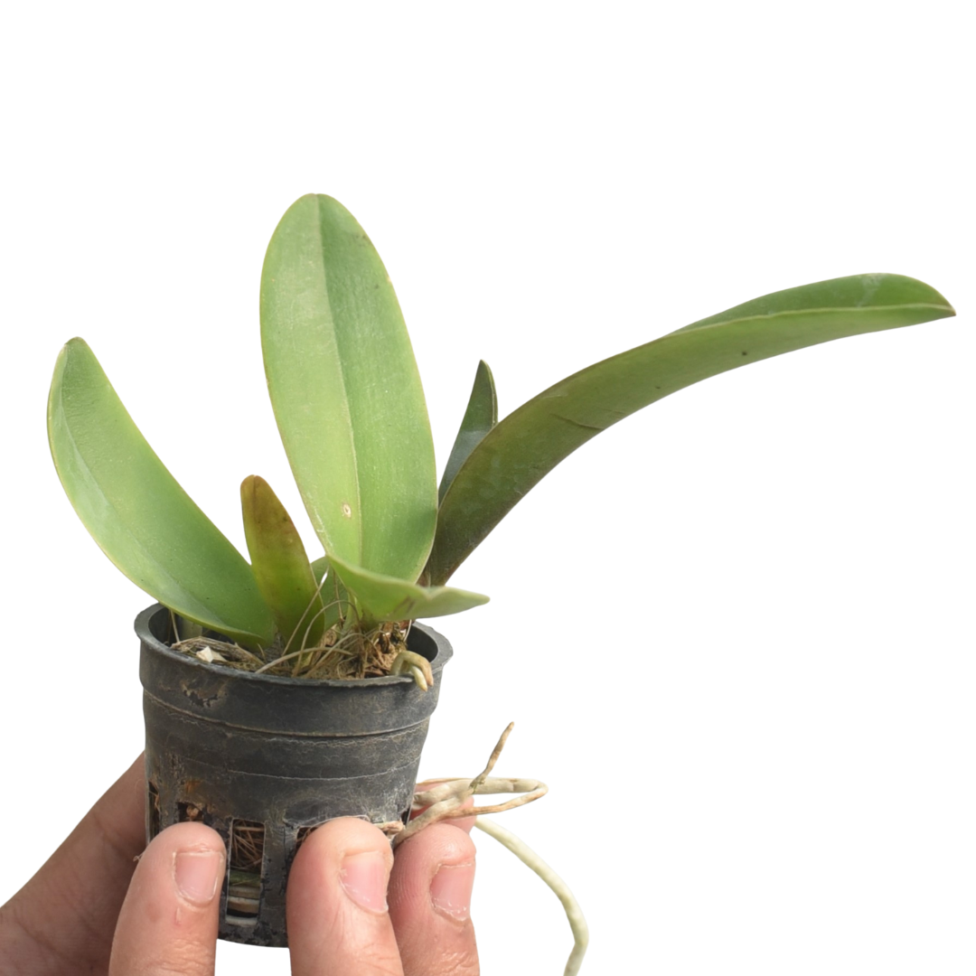 Rhyncholaeliocattleya Nakornchaisri Red