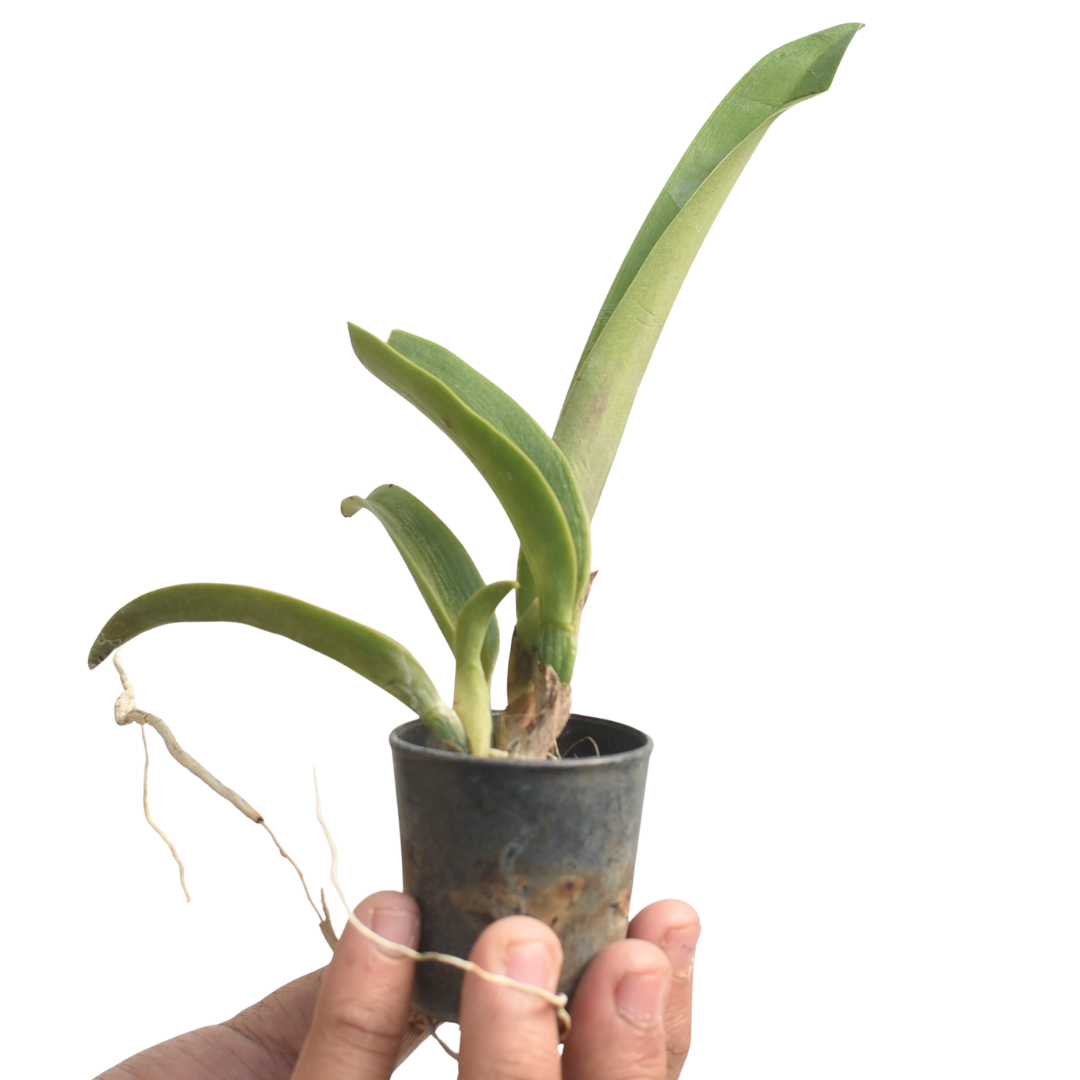 Rhyncholaeliocattleya Malworth