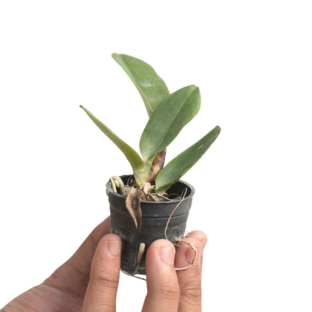 Brassolaeliocattleya Chomthong Fancy