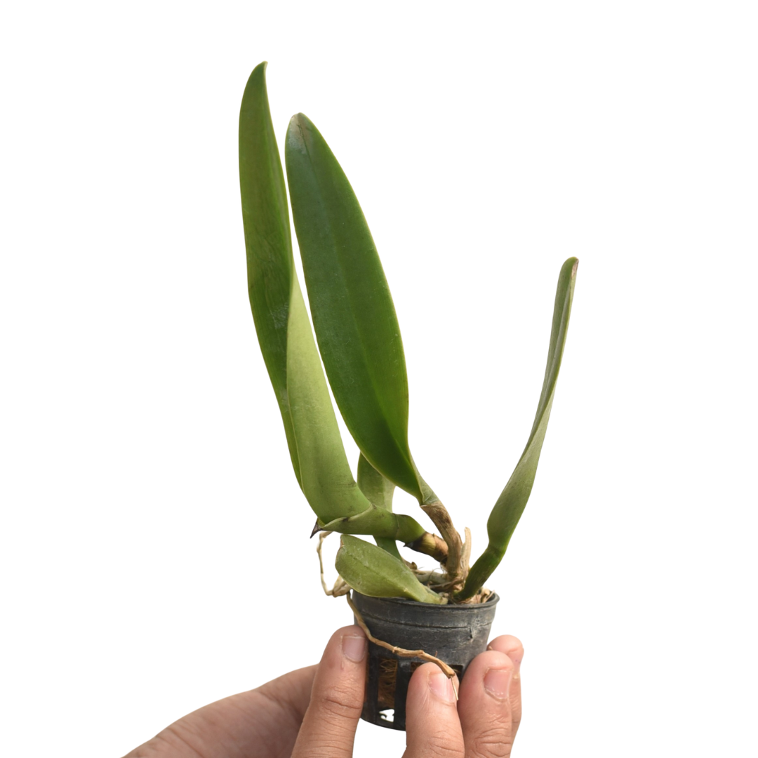 Brassolaeliocattleya Chaweewan Sunset