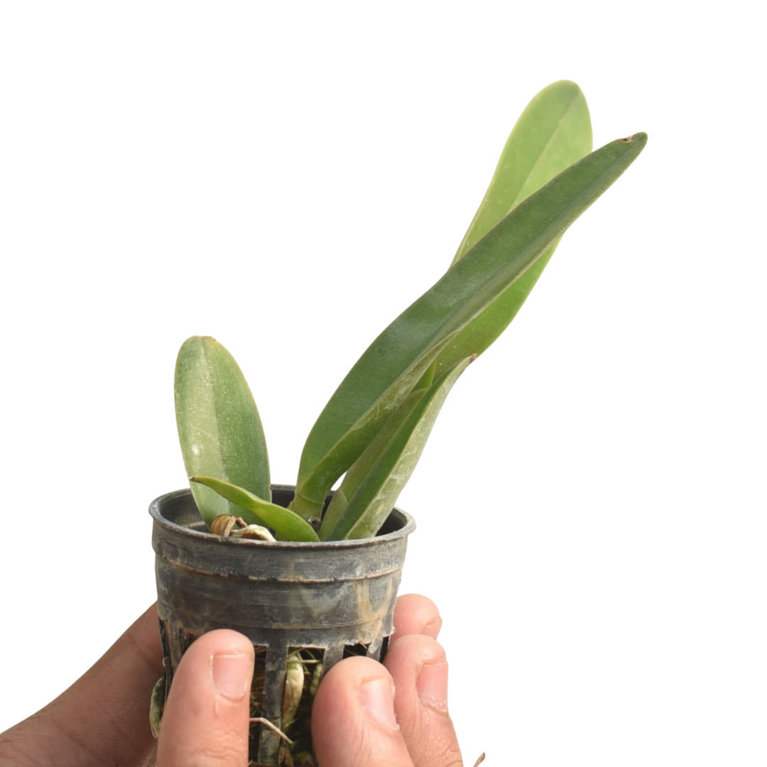 Magic of Granada -True Orange