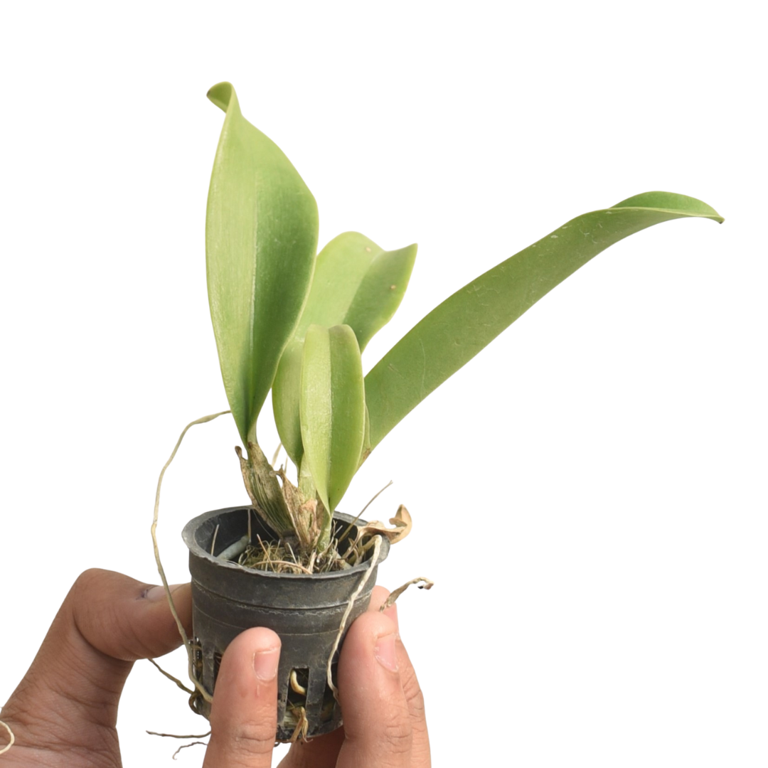 Brassolaeliocattleya Chia Tzy Lass Hosai