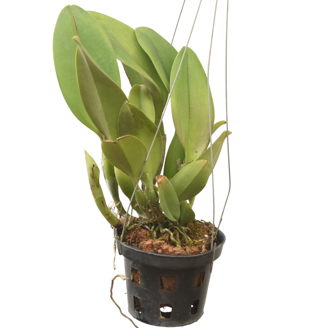 Rhyncattleanthe Krungsri Red