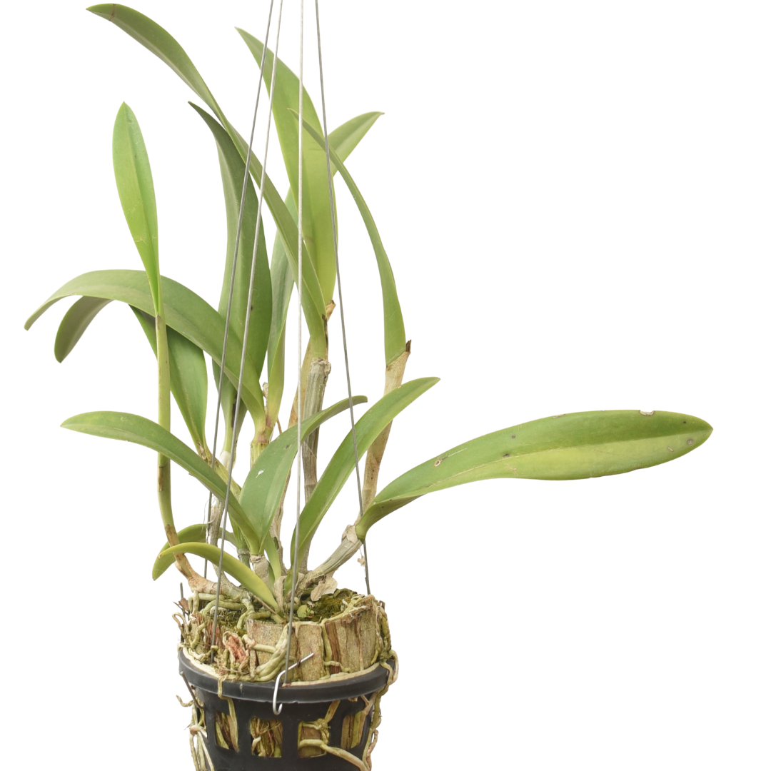 Brassocattleya Marg Putman