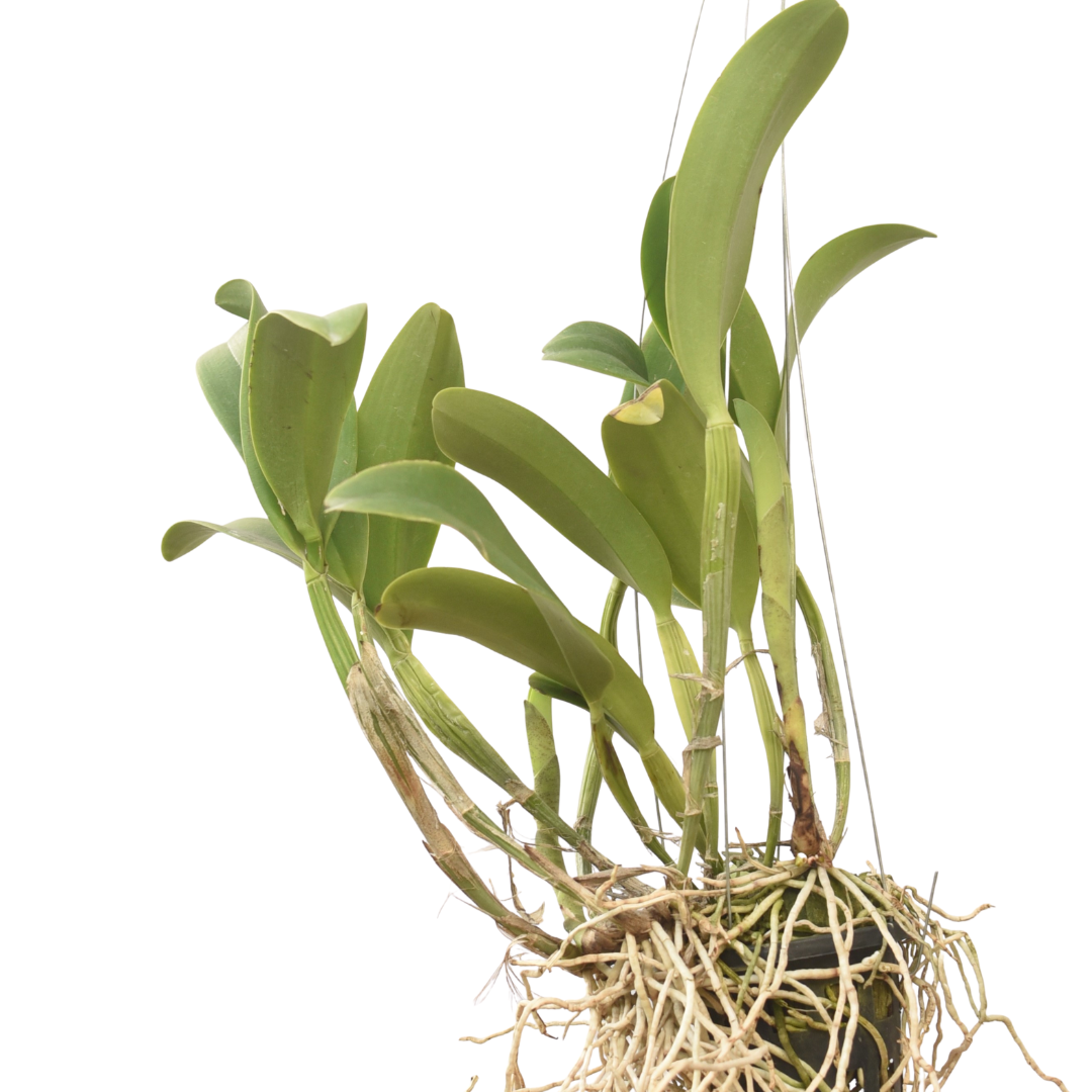 Cattleya Nell's Hammer