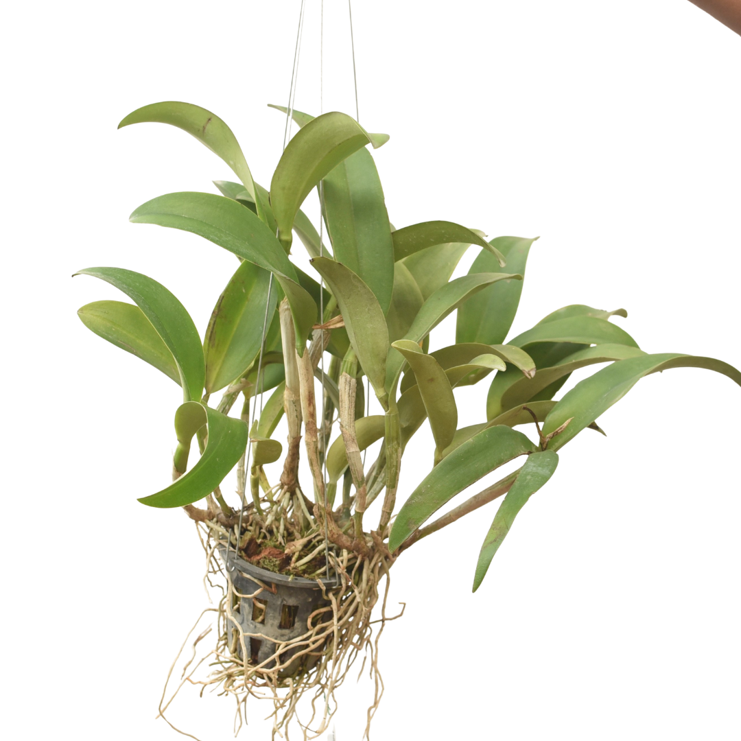 Rhyncattleanthe Hsinying Orange Nugget