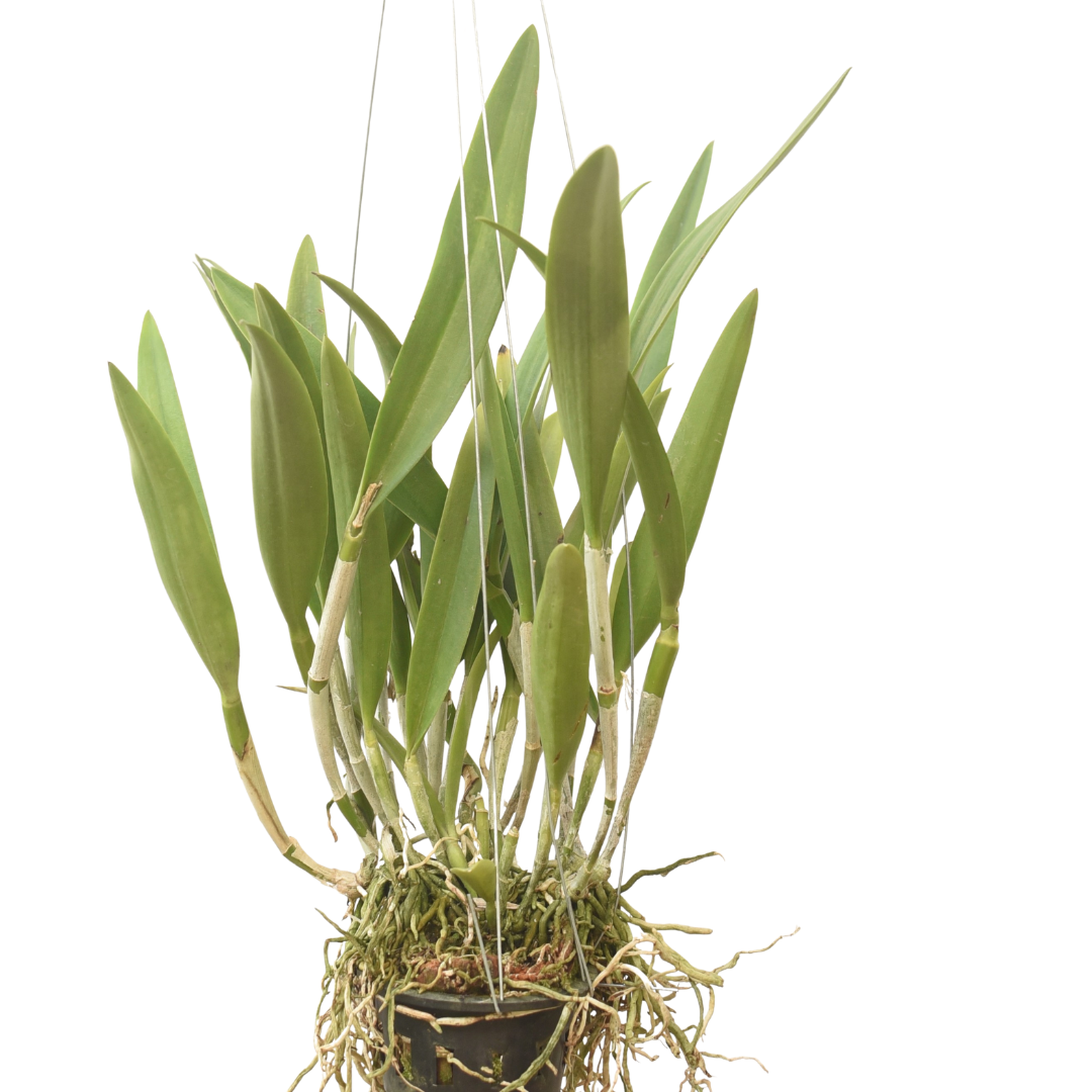 Cattleya Yellow Bird