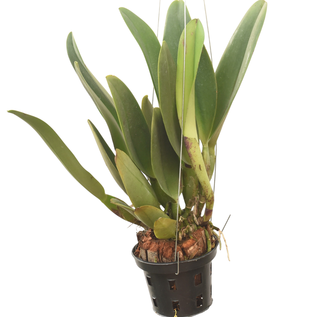 Rhyncattleanthe Ann Joy