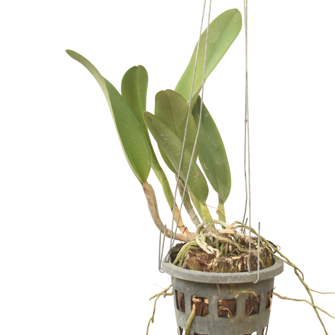 Brassolaeliocattleya Crowfield "Mendenhal"