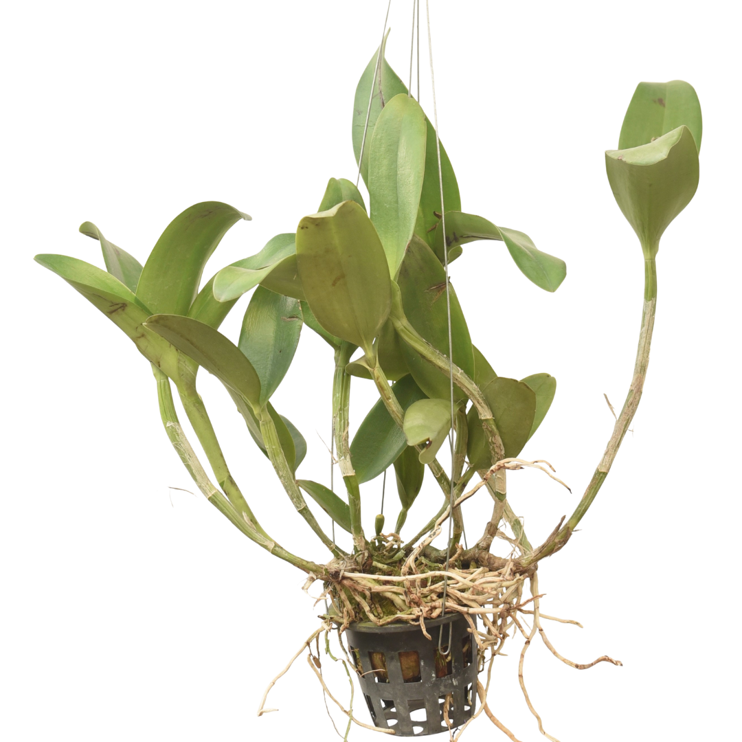 Cattlianthe Ploenpit Crown