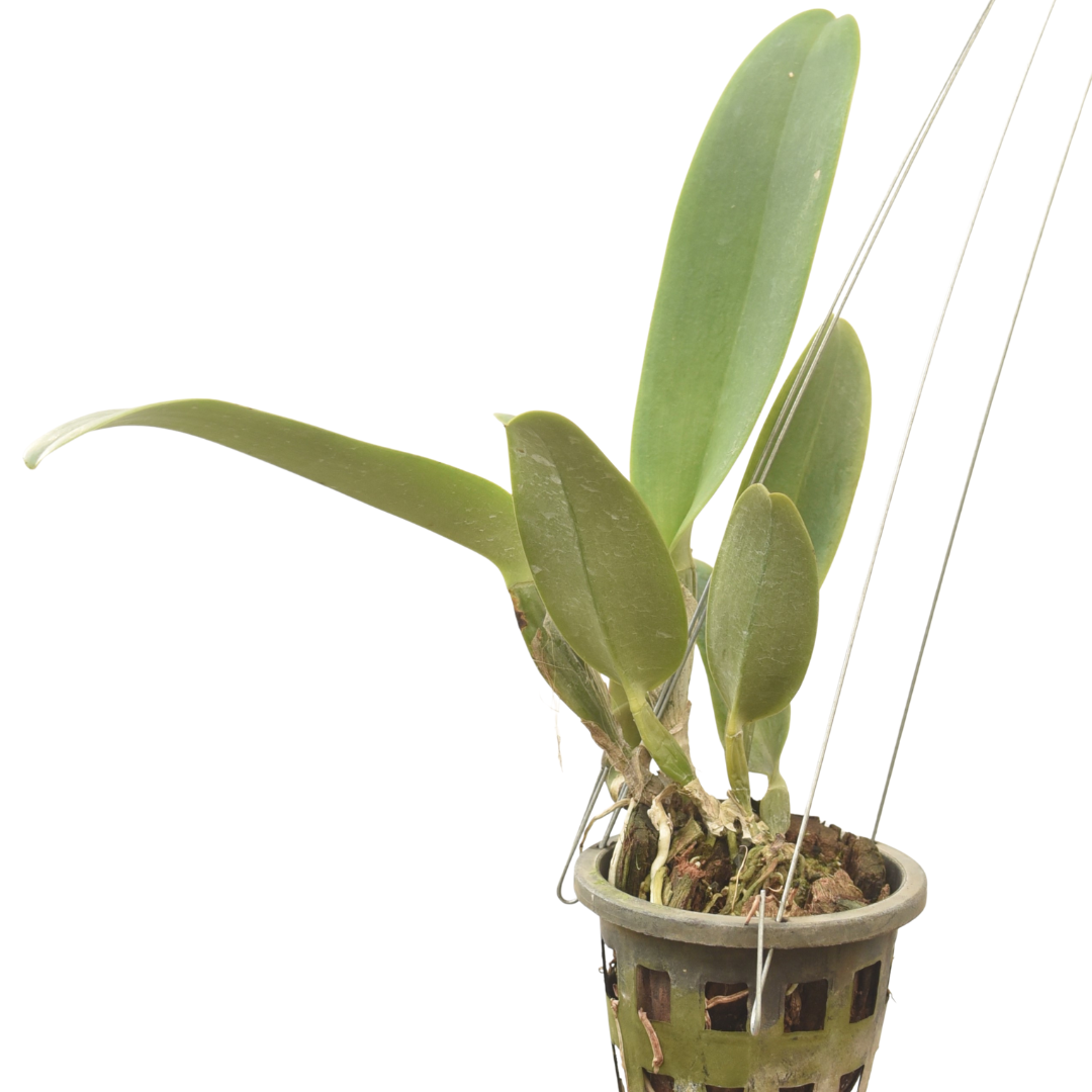 Cattleya Lucky Stike "Gold Ring"