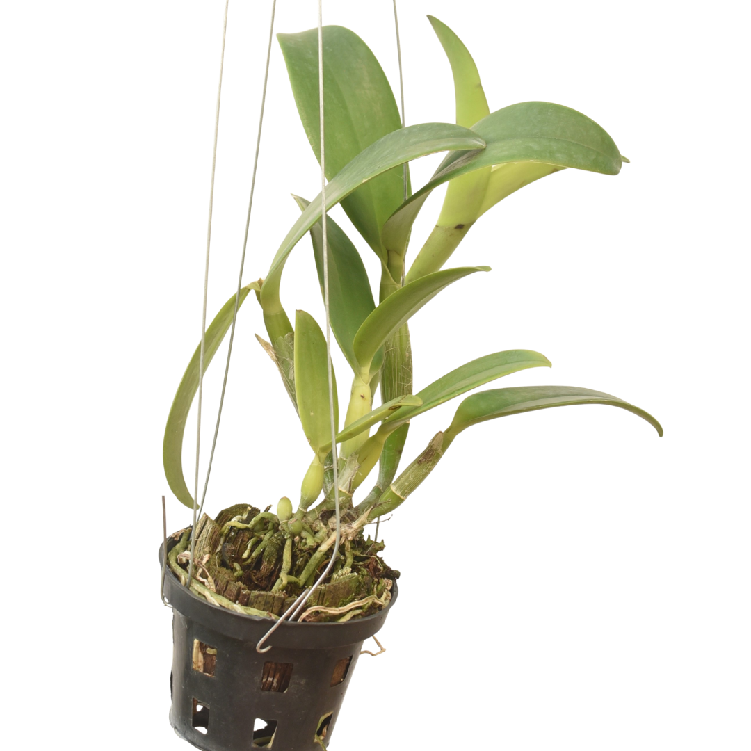 Cattleya Ploenpit Fantasy