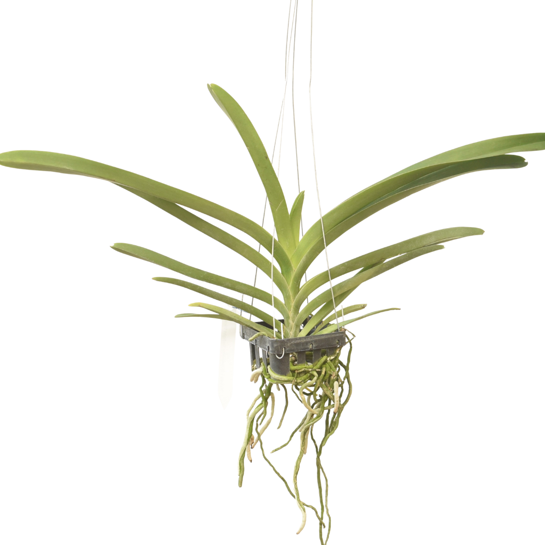 Vanda Boonserm Delight Pink