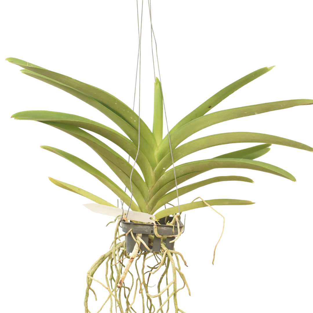 Vanda Boonyarit Spot