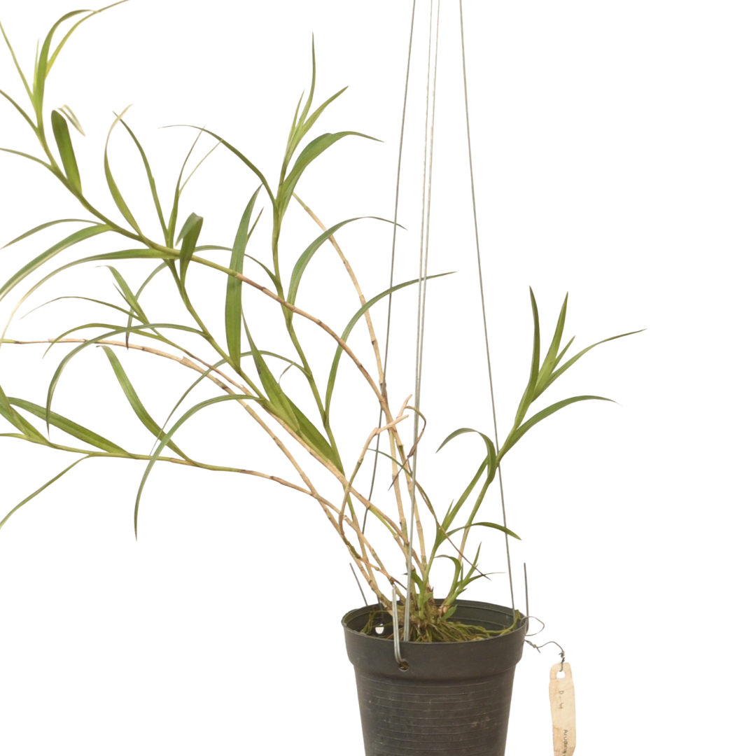 Arundina graminifolia (Bamboo Orchid)