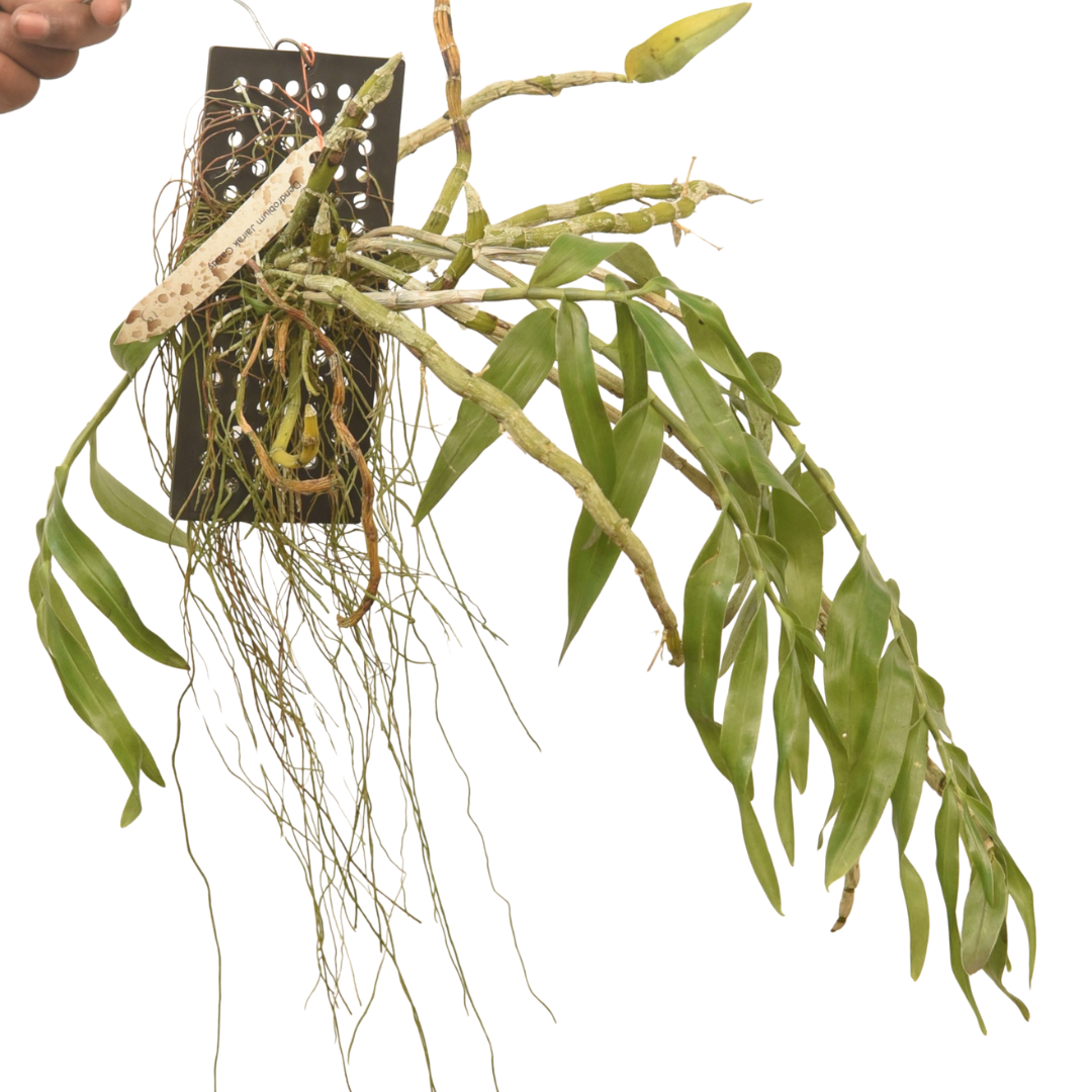 Dendrobium Jairak Candy
