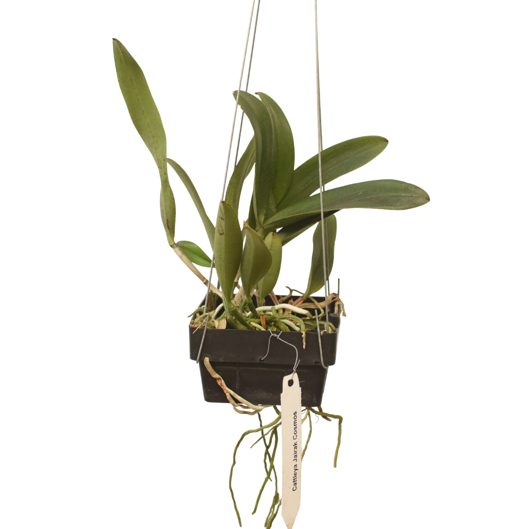 Cattleya Jairak Cosmos