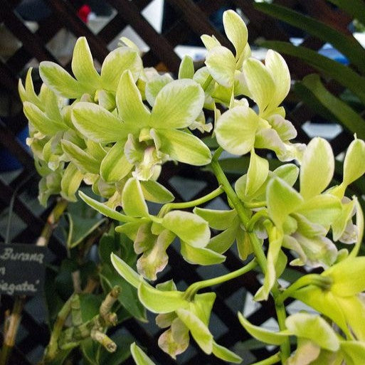 Dendrobium Burana Green 'Variegata'