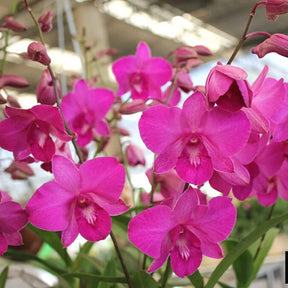 Dendrobium Panjarat Pink Orchid Flower - Delicate Pink Blossoms Radiating Elegance