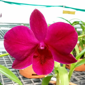 Dendrobium Red Forever orchid flower - Captivating red blooms that embody timeless beauty and elegance