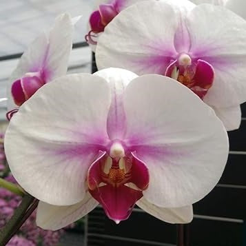 Phalaenopsis Lungshan (Taiwan)