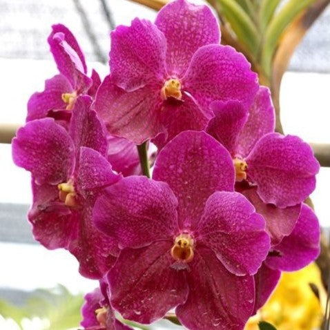 Vanda Dr. Anek X Similan