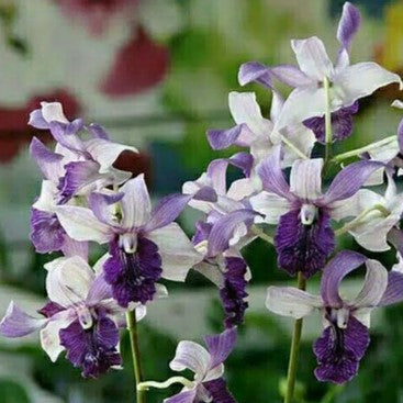 Dendrobium Indonesia Raya Blue