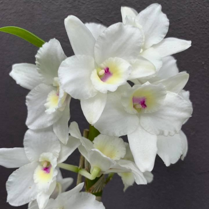 Dendrobium Nobile Truelove