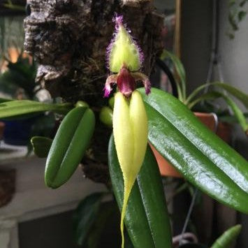 Bulbophyllum longissimum X Bulbophyllum fascinator