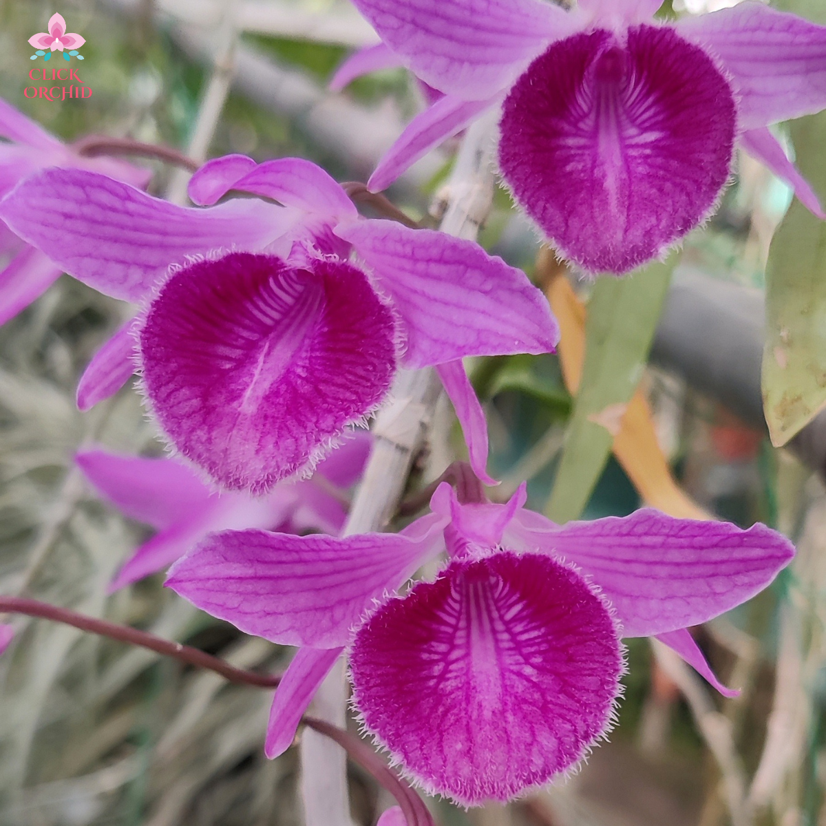 Dendrobium Nestor (Full Lip) Orchid Flower - Exquisite beauty with full lip petals"