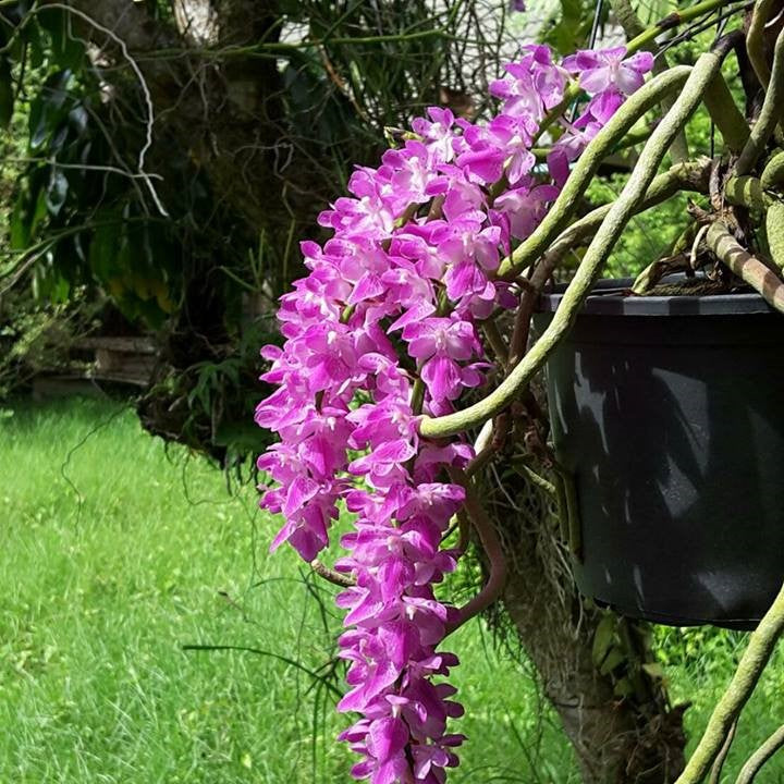 Aerides Hybridum