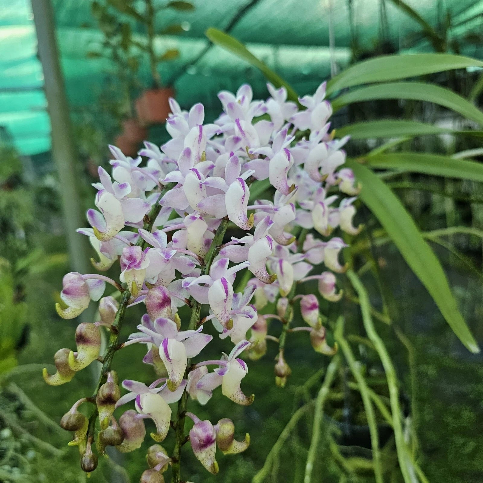 Aerides odorata orchid flower with cascading pink lavender blooms, fragrant tropical flower spikes, and elegant exotic orchid beauty ideal for Orchid Plants Online India, rare species orchid collections, hanging orchid displays, and premium flowering orchids across India.