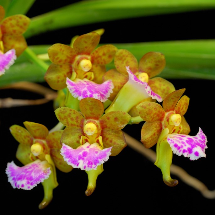 Aerides flabellata