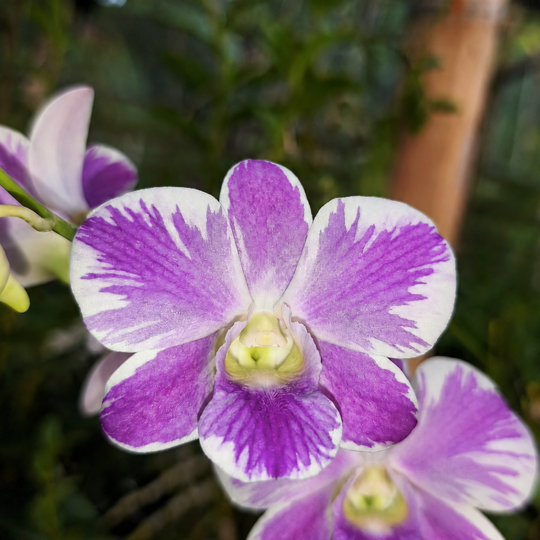 Dendrobium Airy Richly is an attractive Dendrobium orchid variety, perfect for orchid enthusiasts and plant collectors who appreciate unique and exotic flowering plants. This beautiful orchid makes a wonderful addition to home gardens, balconies, and orchid collections. With proper care and suitable growing conditions, Dendrobium Airy Richly can add charm and natural beauty to your plant collection. 