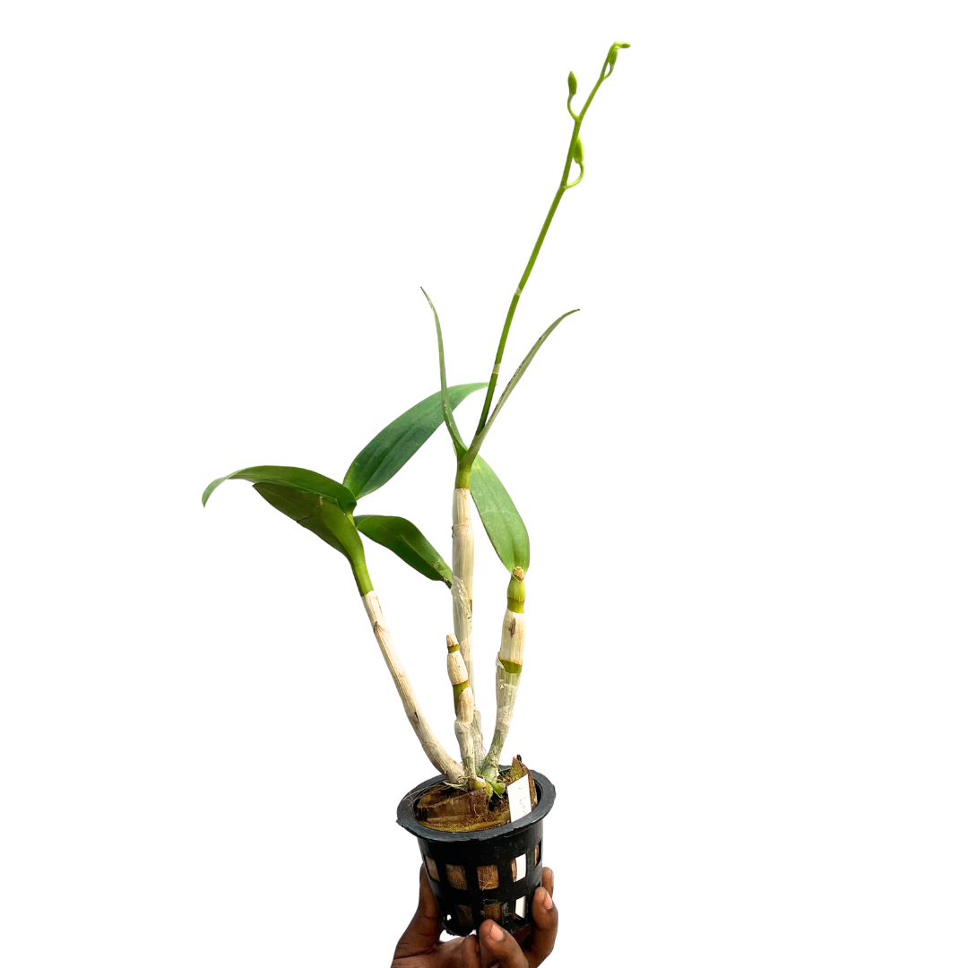 Dendrobium Airy White is an elegant Dendrobium orchid variety known for its beautiful white blooms and graceful appearance. This exotic white orchid is a lovely addition to home gardens, balconies, and indoor plant collections with suitable growing conditions. Ideal for orchid enthusiasts and plant collectors, Dendrobium Airy White brings a touch of natural beauty and sophistication to any space. 