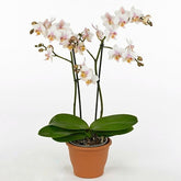 Phalaenopsis Amaglad