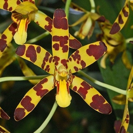 Ansellia africana African Leopard Orchid flower cluster with yellow petals and brown leopard spots blooming beautifully.