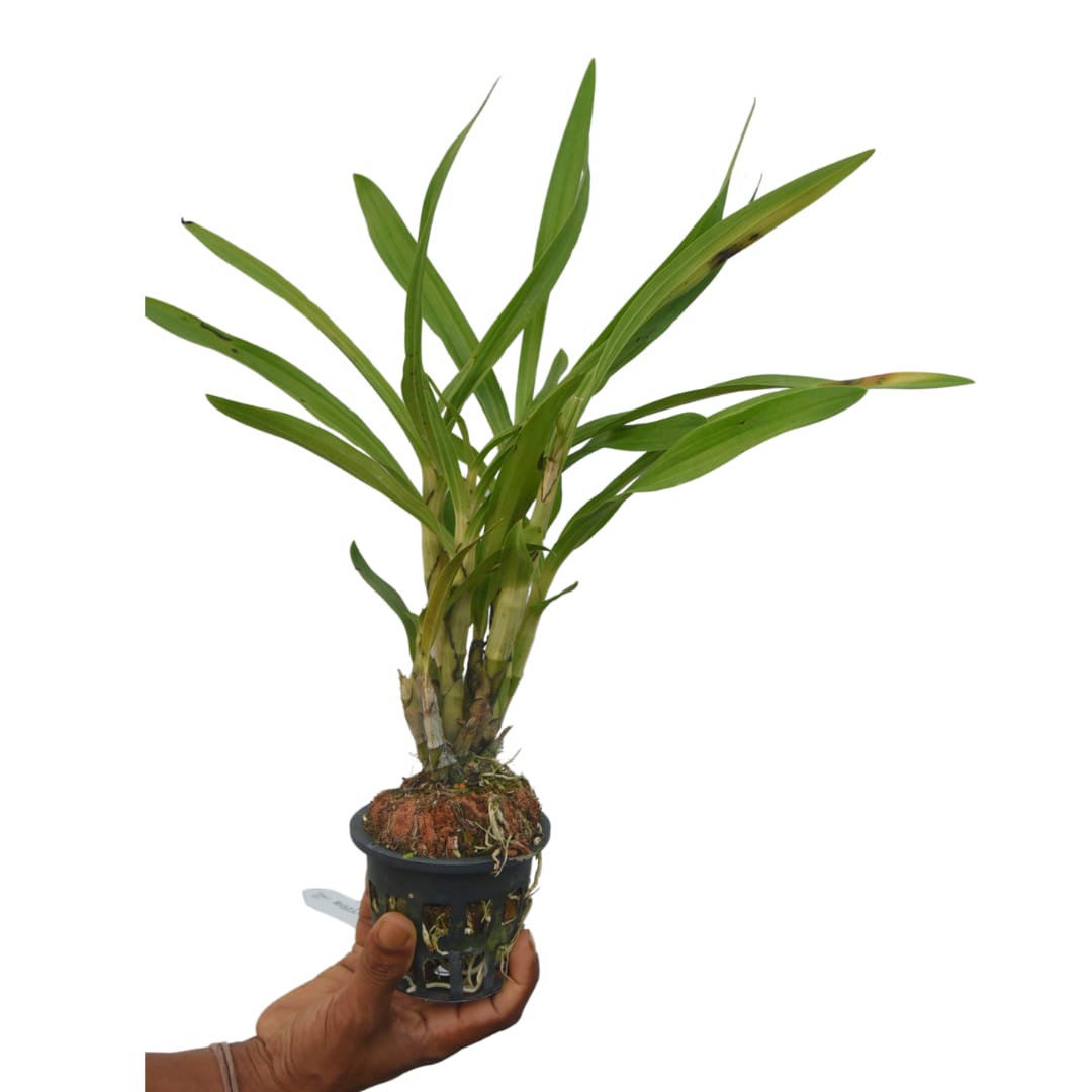 Healthy Ansellia africana orchid plant with strong pseudobulbs and green foliage growing in a pot for orchid collectors in India.